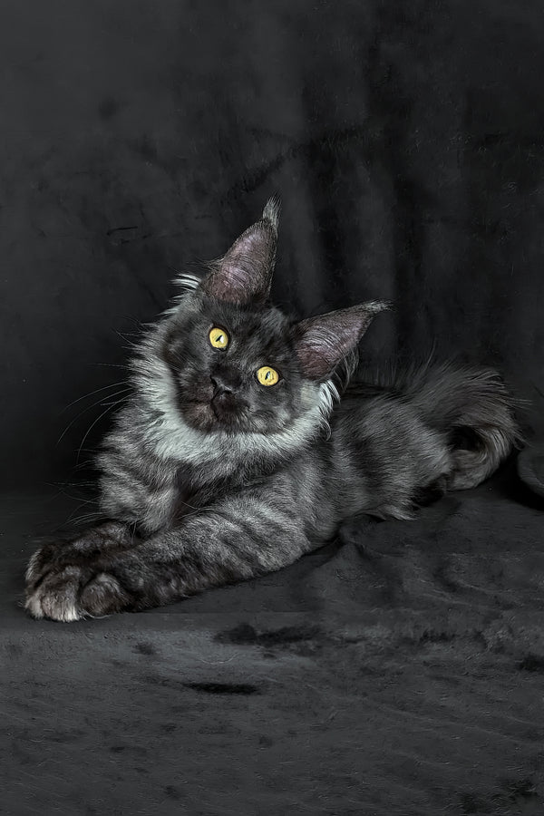 Zolda | Maine Coon Kitten