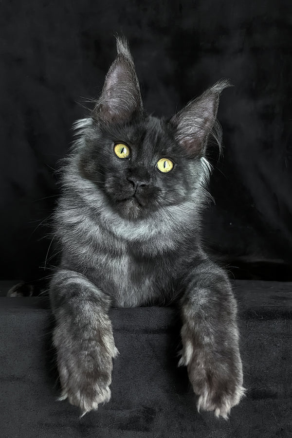Zolda | Maine Coon Kitten