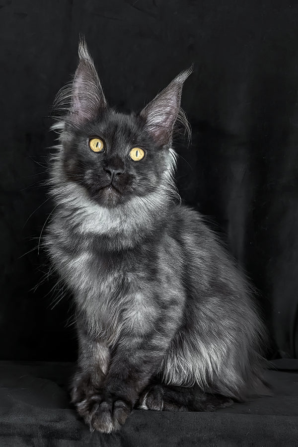 Zolda | Maine Coon Kitten
