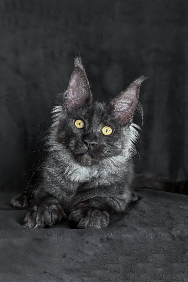 Zolda | Maine Coon Kitten