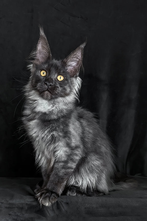 Zolda | Maine Coon Kitten