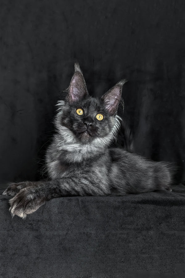 Zolda | Maine Coon Kitten