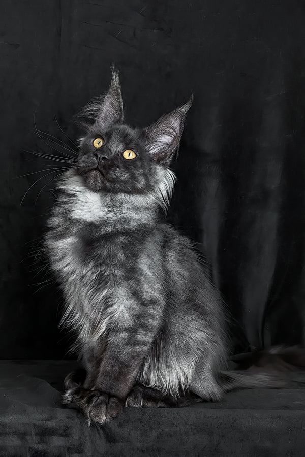 Zolda | Maine Coon Kitten