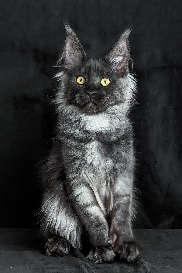 Zolda | Maine Coon Kitten