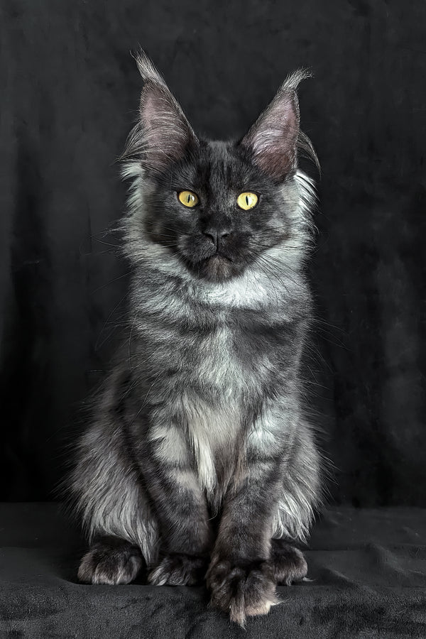 Zolda | Maine Coon Kitten