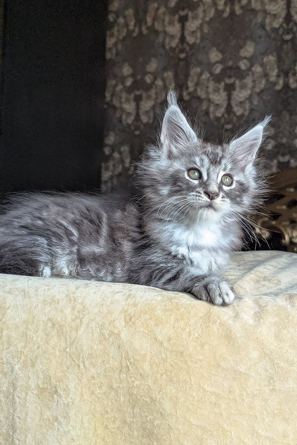 Zoltan | Maine Coon Kitten