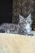Zoltan | Maine Coon Kitten