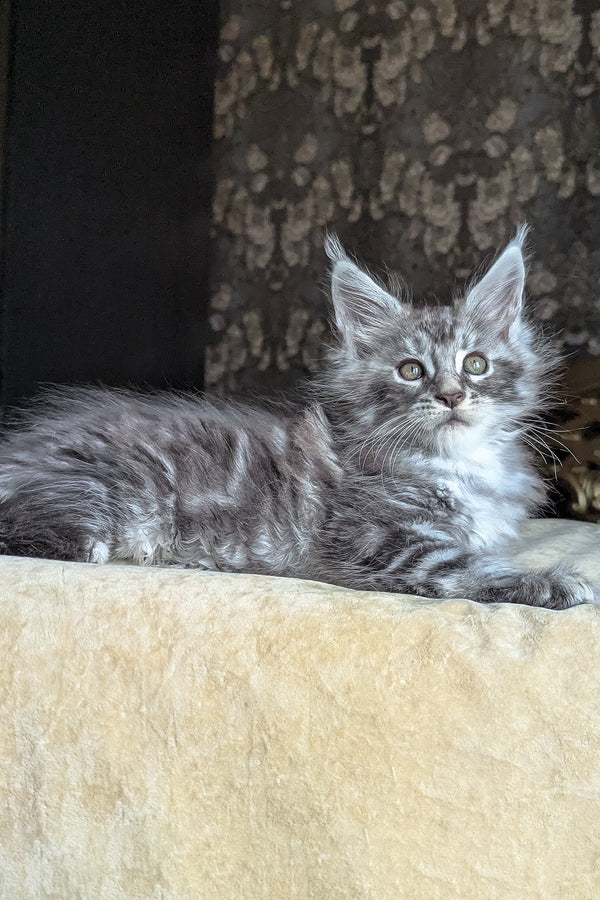 Zoltan | Maine Coon Kitten