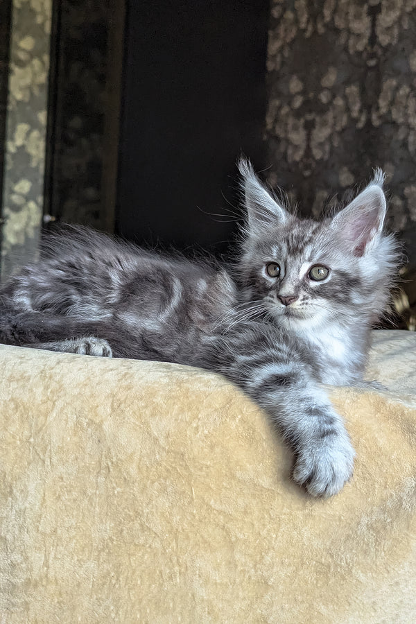 Zoltan | Maine Coon Kitten