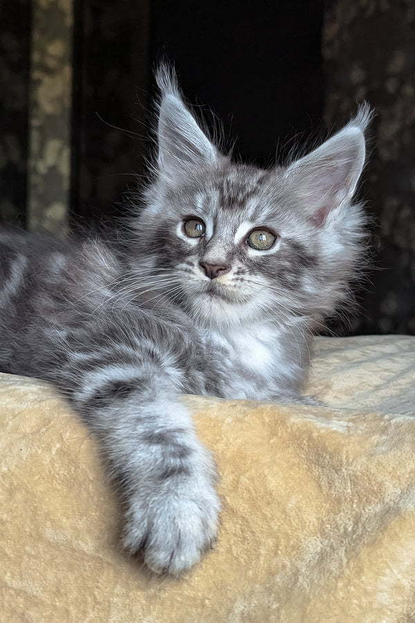 Zoltan | Maine Coon Kitten
