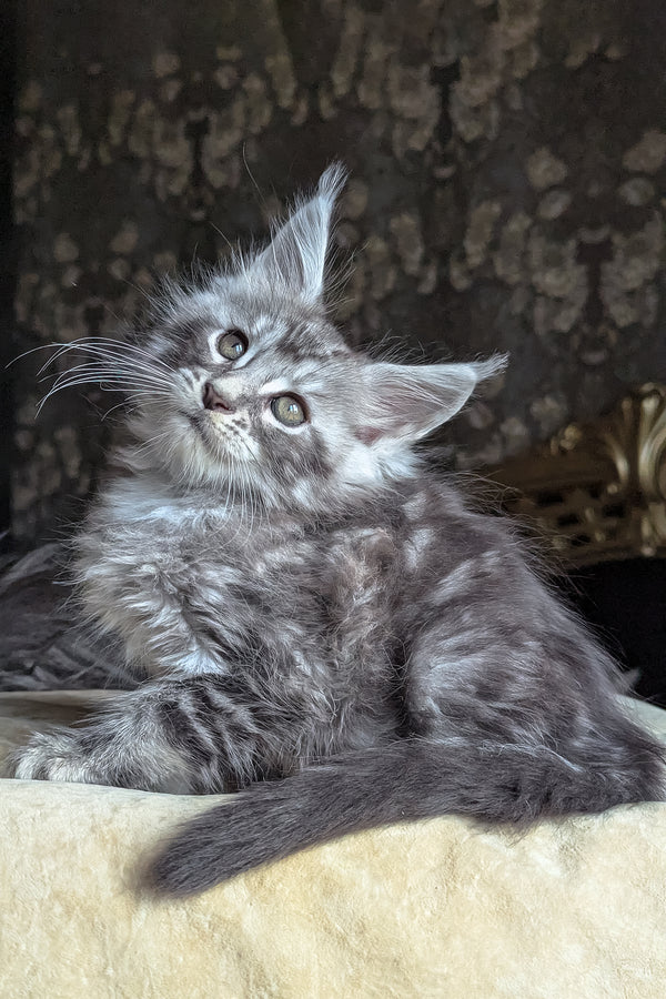 Zoltan | Maine Coon Kitten