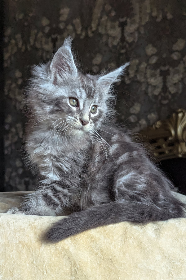 Zoltan | Maine Coon Kitten