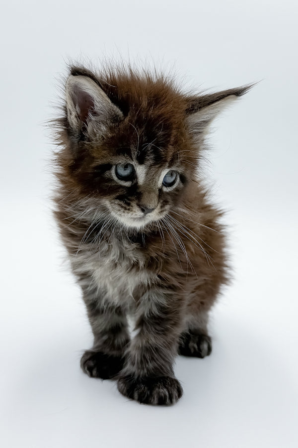 Zoltan | Polydactyl Maine Coon Kitten