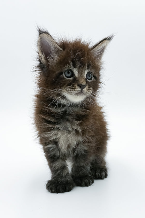 Zoltan | Polydactyl Maine Coon Kitten