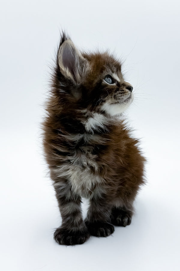 Zoltan | Polydactyl Maine Coon Kitten