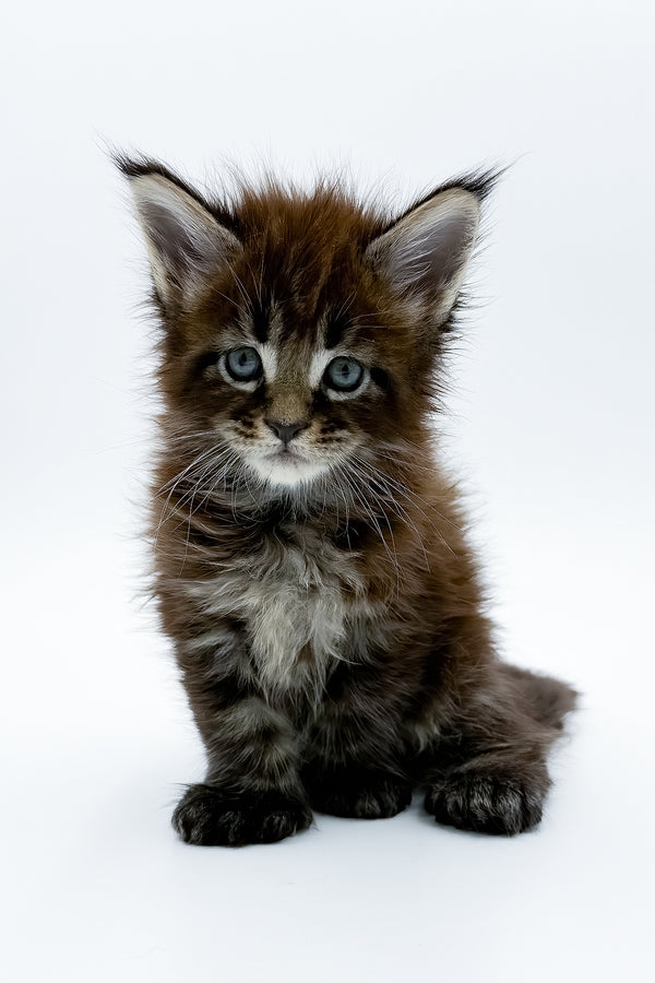 Zoltan | Polydactyl Maine Coon Kitten