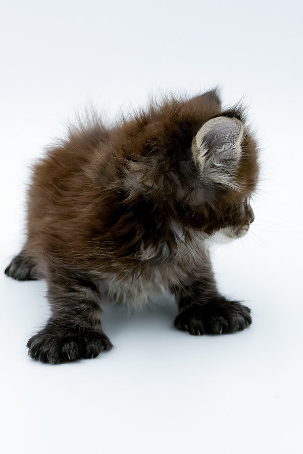 Zoltan | Polydactyl Maine Coon Kitten