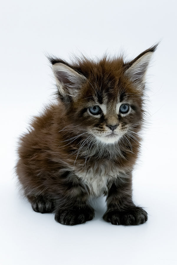 Zoltan | Polydactyl Maine Coon Kitten