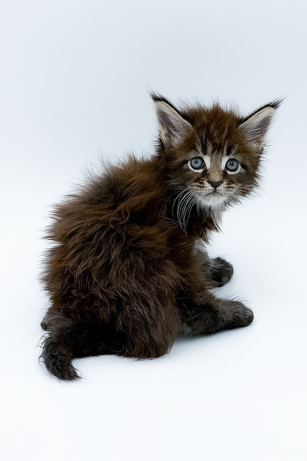Zoltan | Polydactyl Maine Coon Kitten