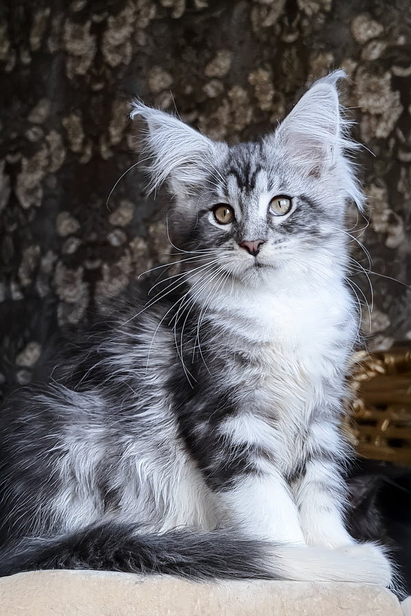 Zorian | Maine Coon Kitten