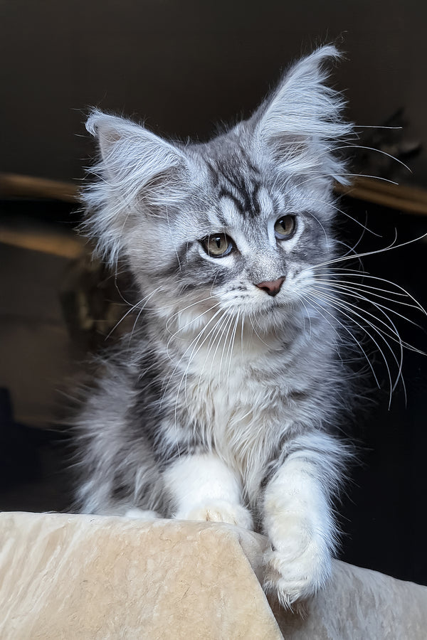 Zorian | Maine Coon Kitten