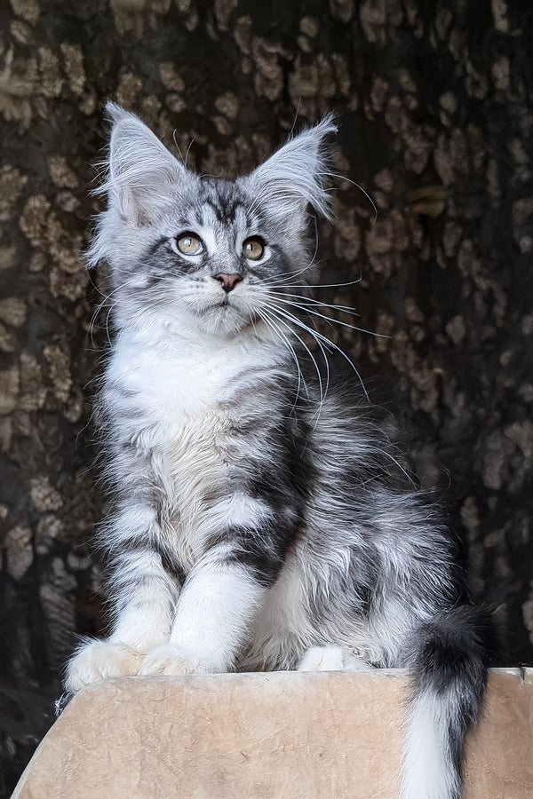 Zorian | Maine Coon Kitten