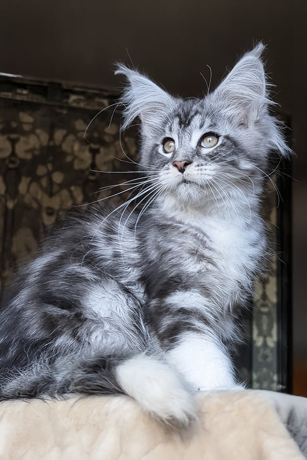 Zorian | Maine Coon Kitten