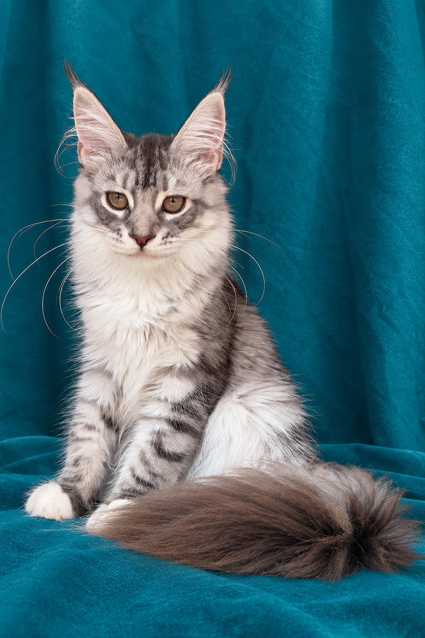 Zory | Maine Coon Kitten