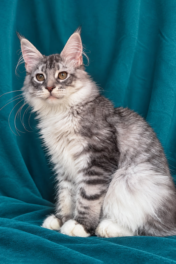Zory | Maine Coon Kitten