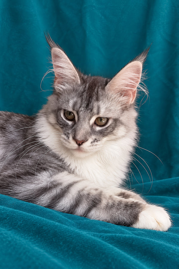 Zory | Maine Coon Kitten