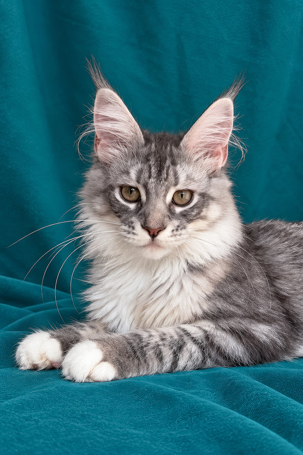 Zory | Maine Coon Kitten