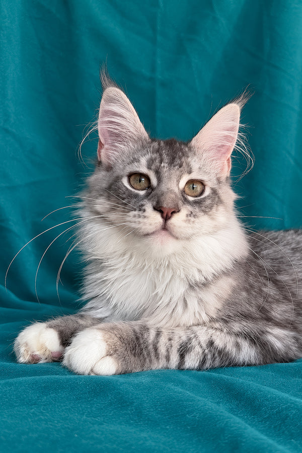 Zory | Maine Coon Kitten