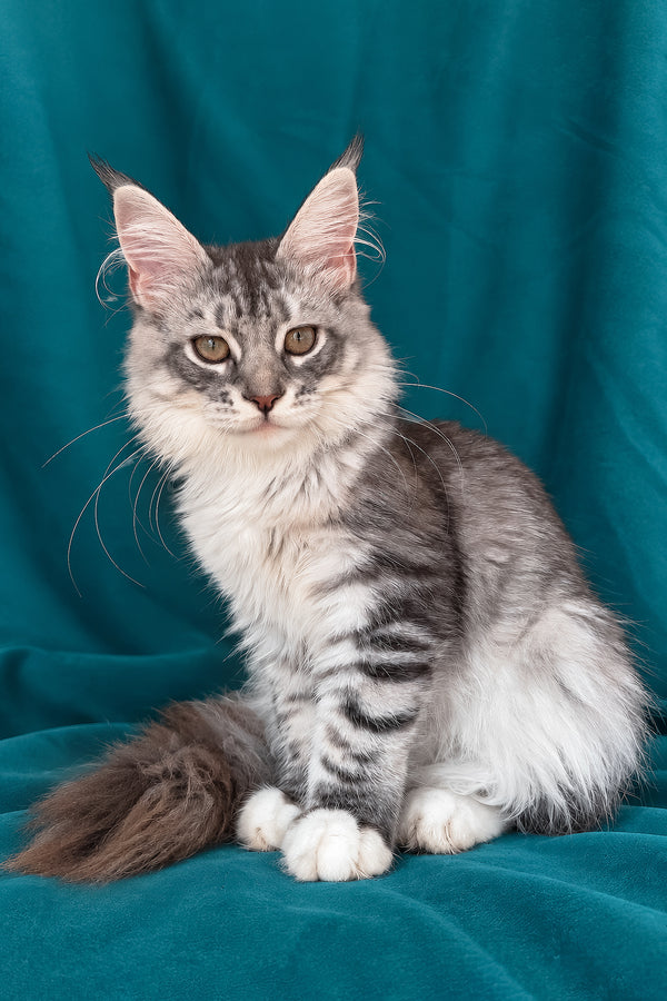 Zory | Maine Coon Kitten