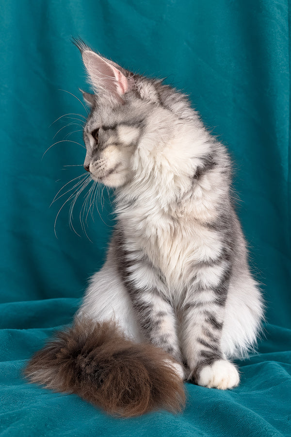 Zory | Maine Coon Kitten