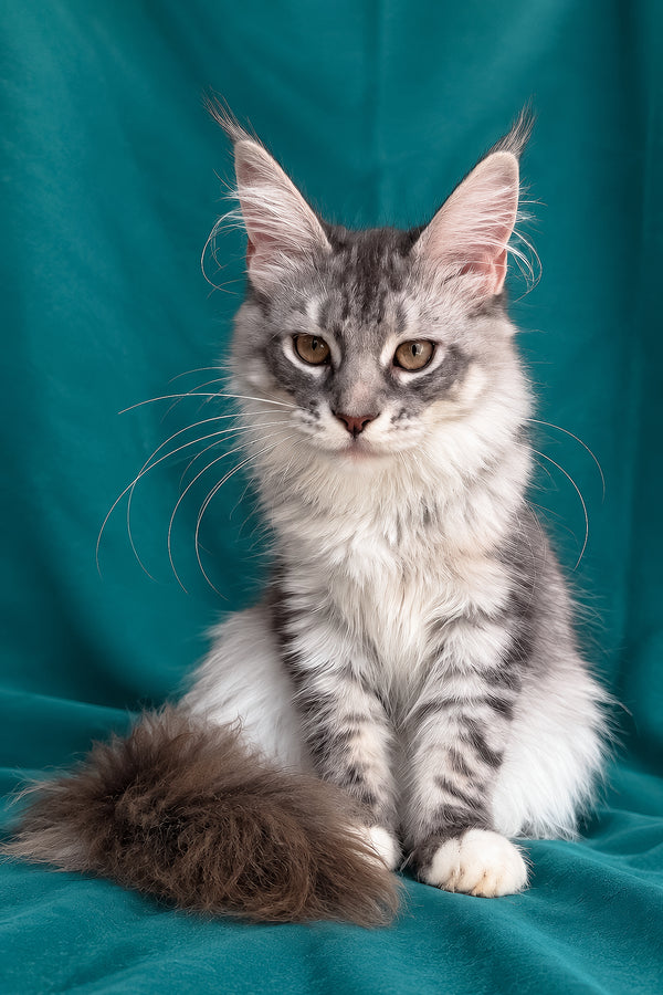 Zory | Maine Coon Kitten