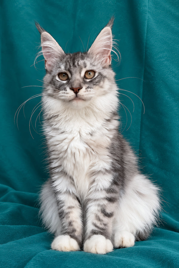 Zory | Maine Coon Kitten