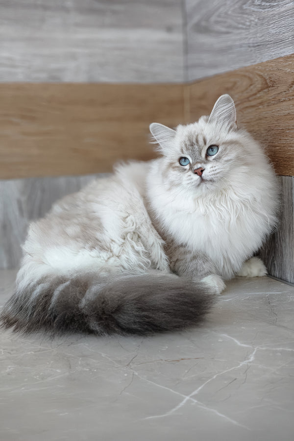 Zosya | Siberian Kitten