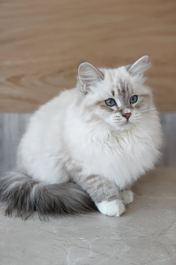 Zosya | Siberian Kitten