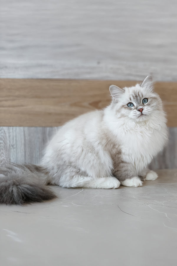 Zosya | Siberian Kitten