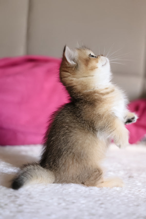Zucchini | Munchkin Kitten