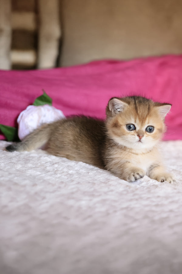 Zucchini | Munchkin Kitten