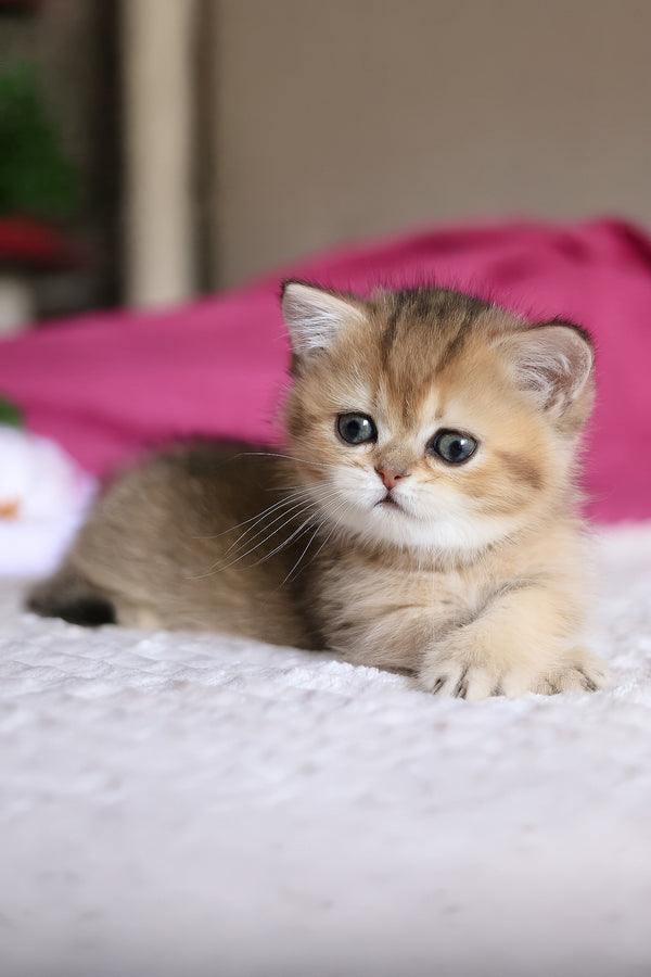 Zucchini | Munchkin Kitten