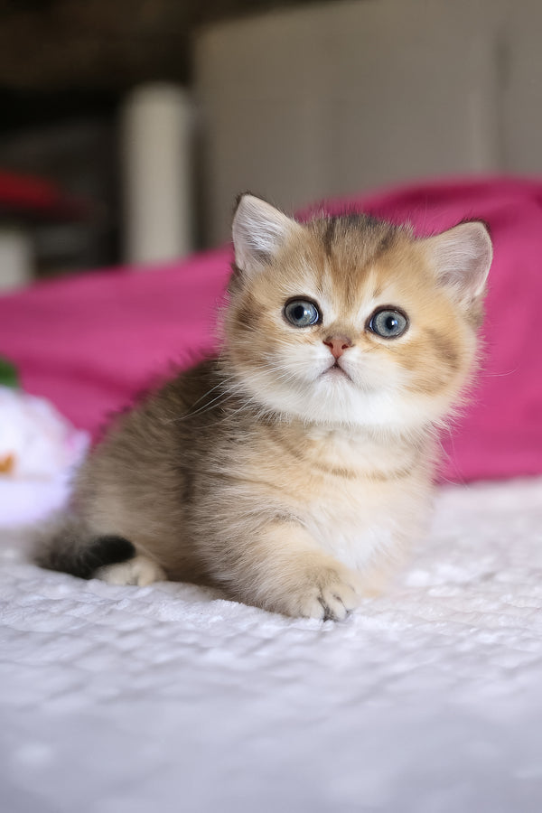 Zucchini | Munchkin Kitten