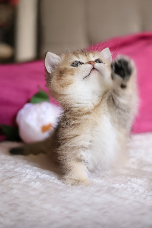 Zucchini | Munchkin Kitten