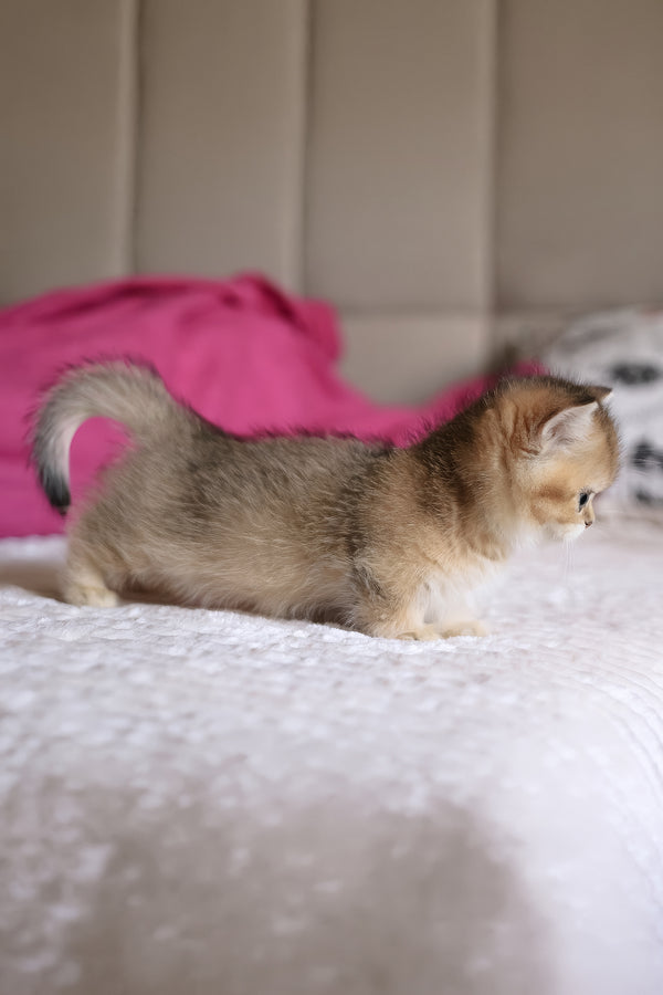 Zucchini | Munchkin Kitten