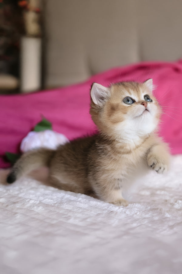 Zucchini | Munchkin Kitten