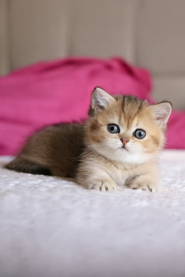 Zucchini | Munchkin Kitten