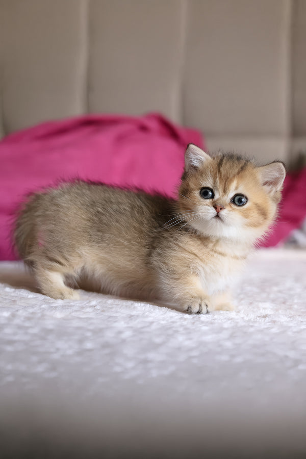 Zucchini | Munchkin Kitten