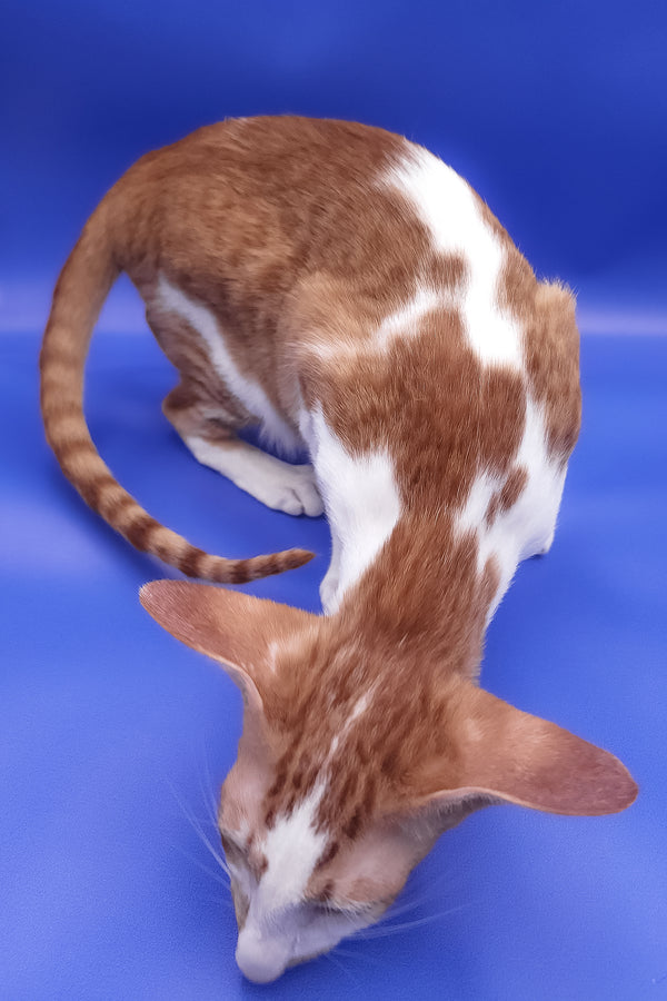 Zufar | Oriental Shorthair Kitten