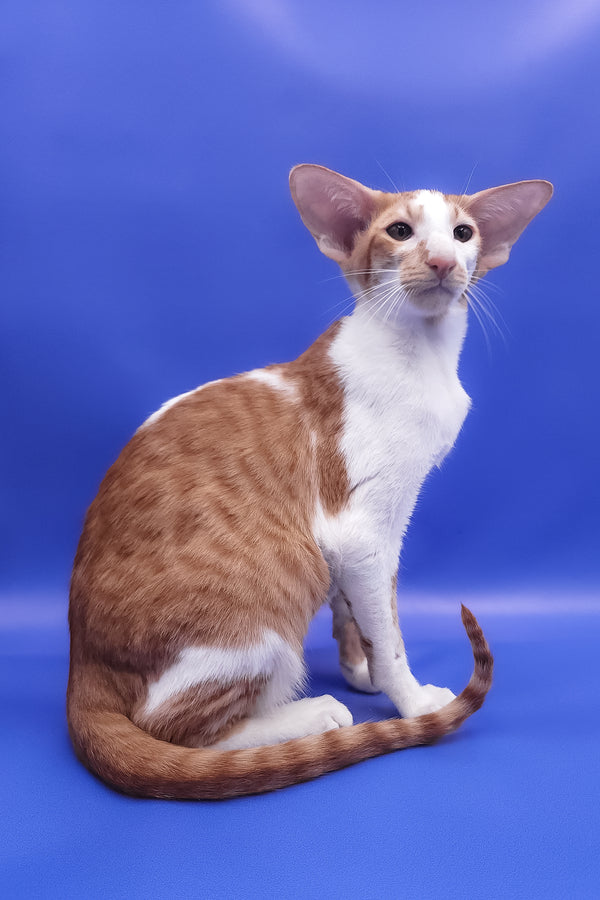 Zufar | Oriental Shorthair Kitten